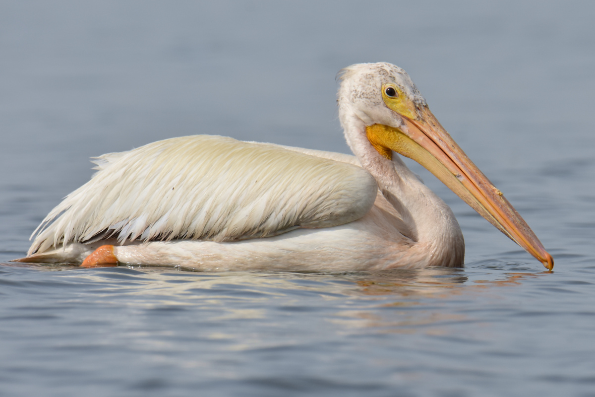 A White Pelican Way Off Course (Hudson River) 03
