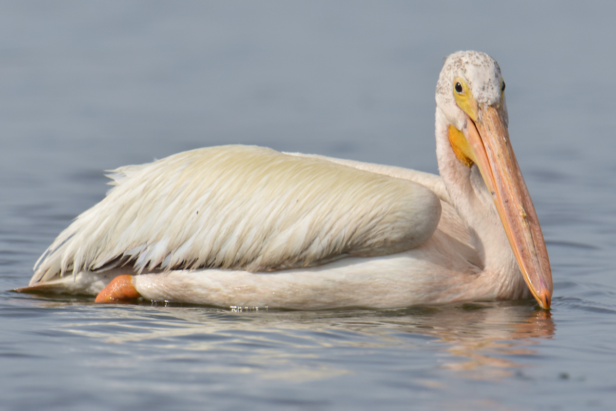 A White Pelican Way Off Course (Hudson River) 04