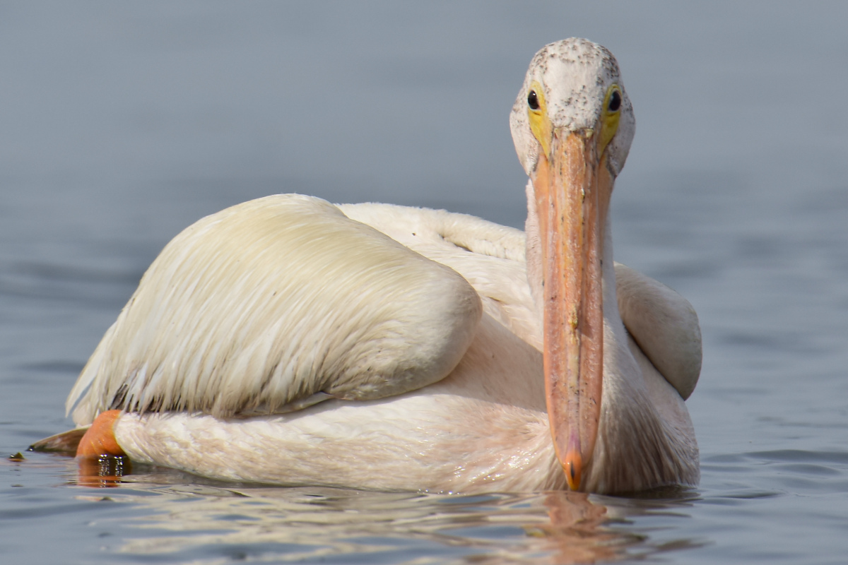 A White Pelican Way Off Course (Hudson River) 05