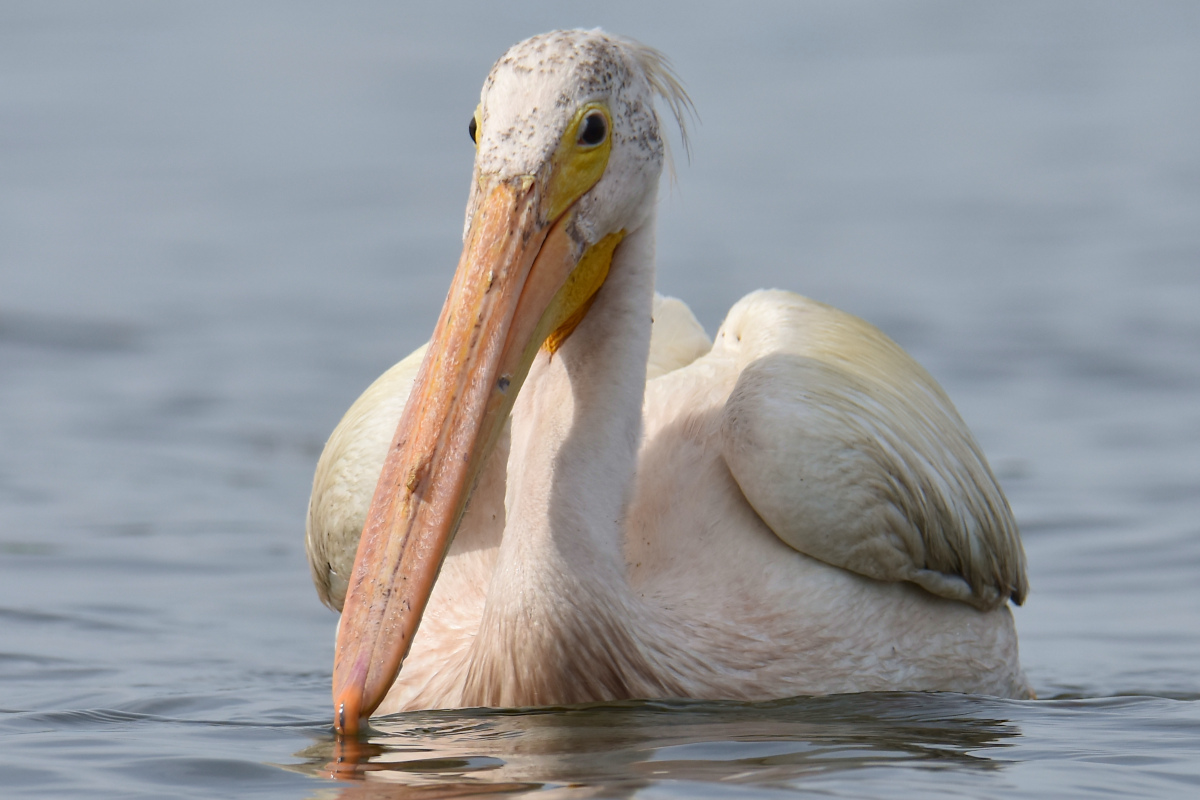 A White Pelican Way Off Course (Hudson River) 07