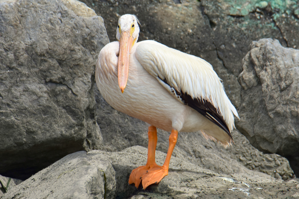 A White Pelican Way Off Course (Hudson River) 10
