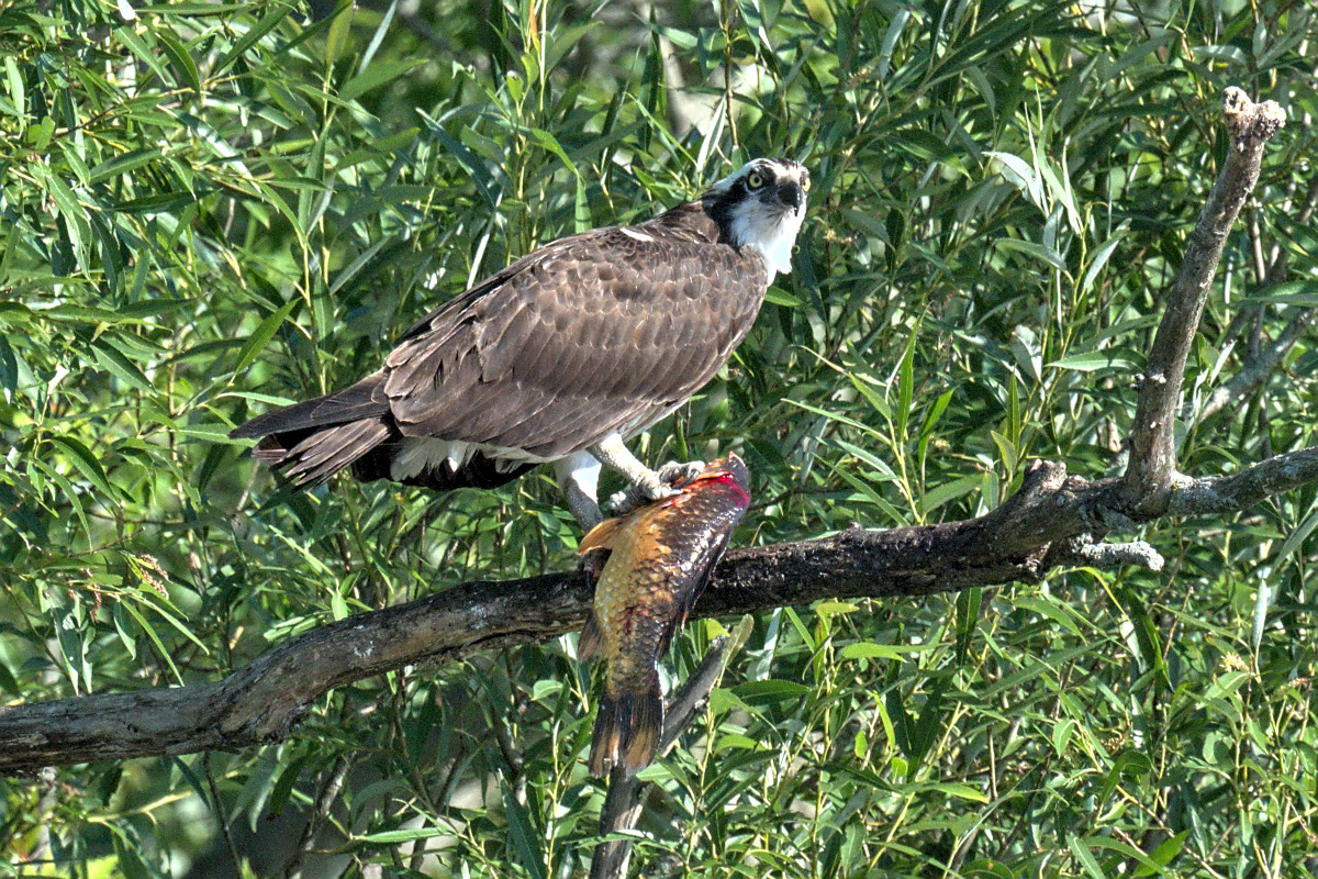 Early July at Stockport Flats 18