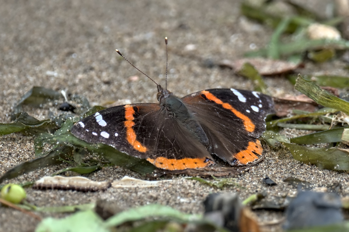 Early July at Stockport Flats 70