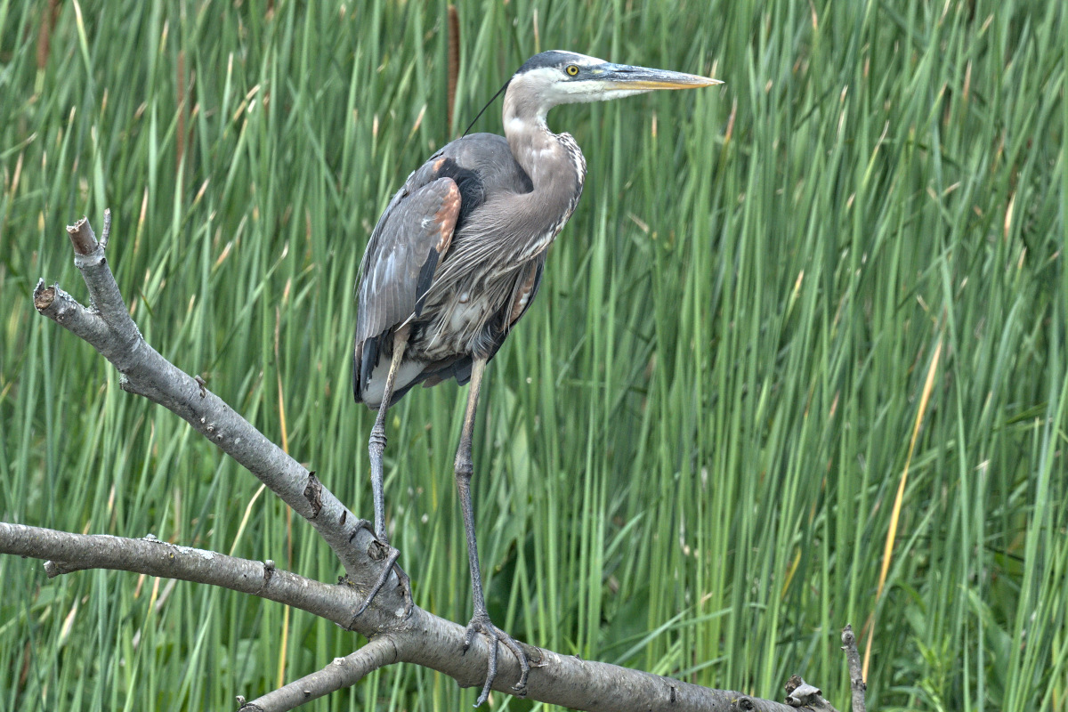 Early July at Stockport Flats 77