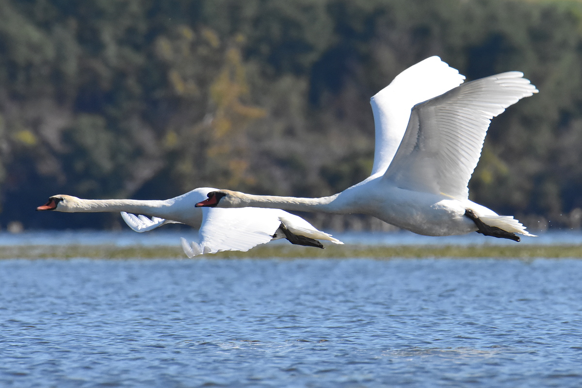 Mute Swans at Inbocht Bay 08